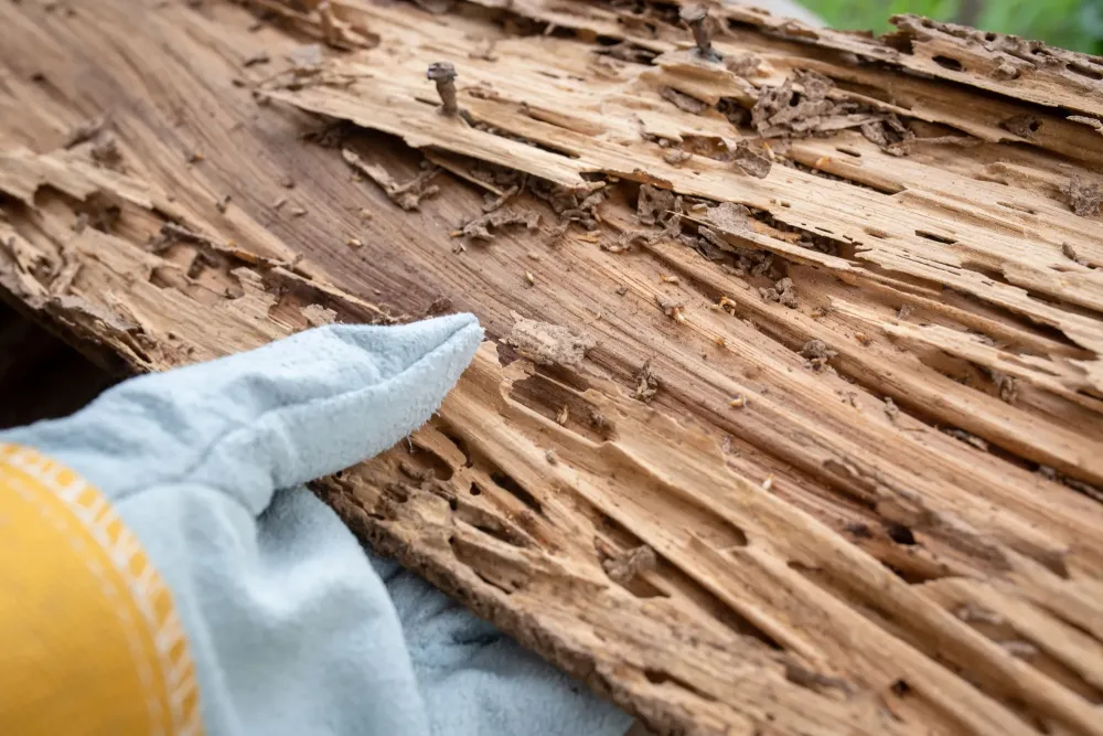 Traitement termites